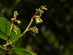 Meriania phlomoides