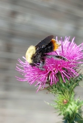 Bombus bellicosus