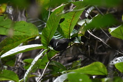 Microrhopias quixensis