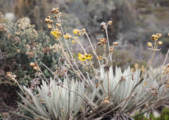 Espeletia killipii