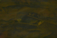 Kinosternon leucostomum