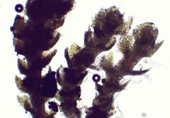 Cephaloziella turneri