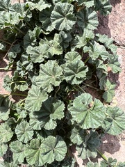 Malva parviflora