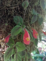 Pachycaulos nummularia