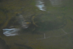 Kinosternon leucostomum