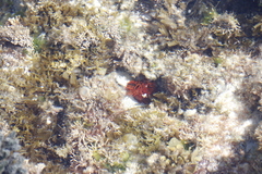 Pseudactinia flagellifera