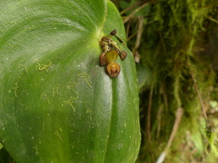 Pleurothallis cordata
