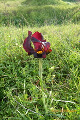 Iris atropurpurea