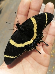 Papilio garamas garamas