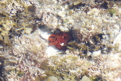 Pseudactinia flagellifera