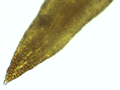 Vinealobryum vineale