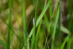 Crambus lathoniellus
