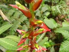 Guzmania bakeri