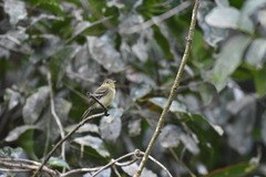 Empidonax flaviventris