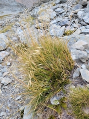 Chionochloa crassiuscula