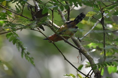 Microrhopias quixensis