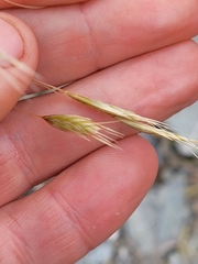 Chionochloa crassiuscula