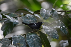 Microrhopias quixensis