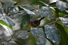 Microrhopias quixensis