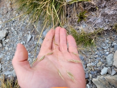 Chionochloa crassiuscula