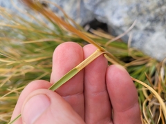 Chionochloa crassiuscula