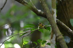 Myiobius sulphureipygius