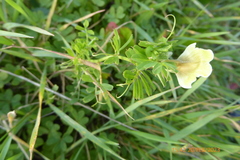 Vicia hybrida