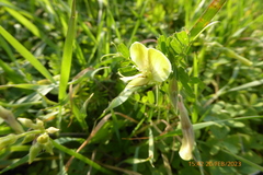 Vicia hybrida