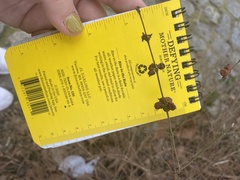 Symphoricarpos orbiculatus