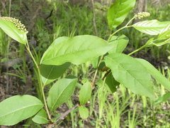 Itea virginica