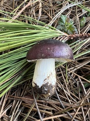 Russula xerampelina