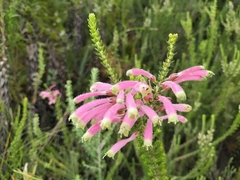Erica densifolia