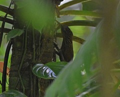 Xiphorhynchus flavigaster