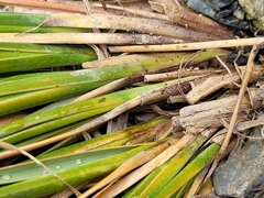 Chionochloa crassiuscula
