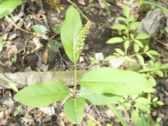 Itea virginica