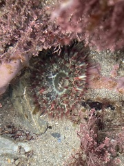 Urticina felina