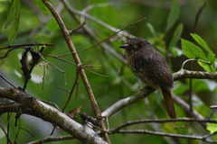 Malacoptila panamensis