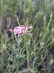 Erica densifolia