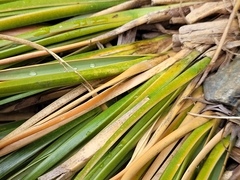 Chionochloa crassiuscula
