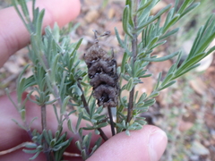 Lavandula stoechas luisieri