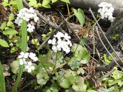 Cardamine bulbosa