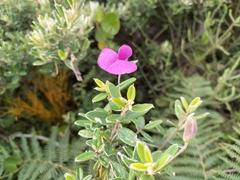 Podalyria buxifolia