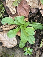 Valerianella
