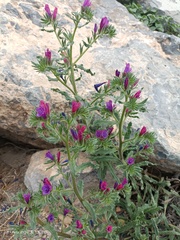 Echium sabulicola decipiens
