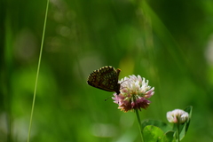 Melitaea athalia