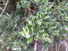 Podalyria buxifolia