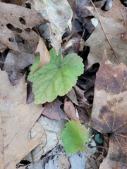 Tiarella stolonifera