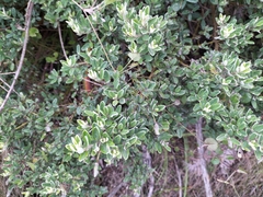 Podalyria buxifolia