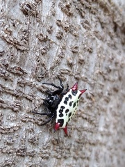 Gasteracantha cancriformis