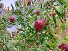 Leucadendron conicum